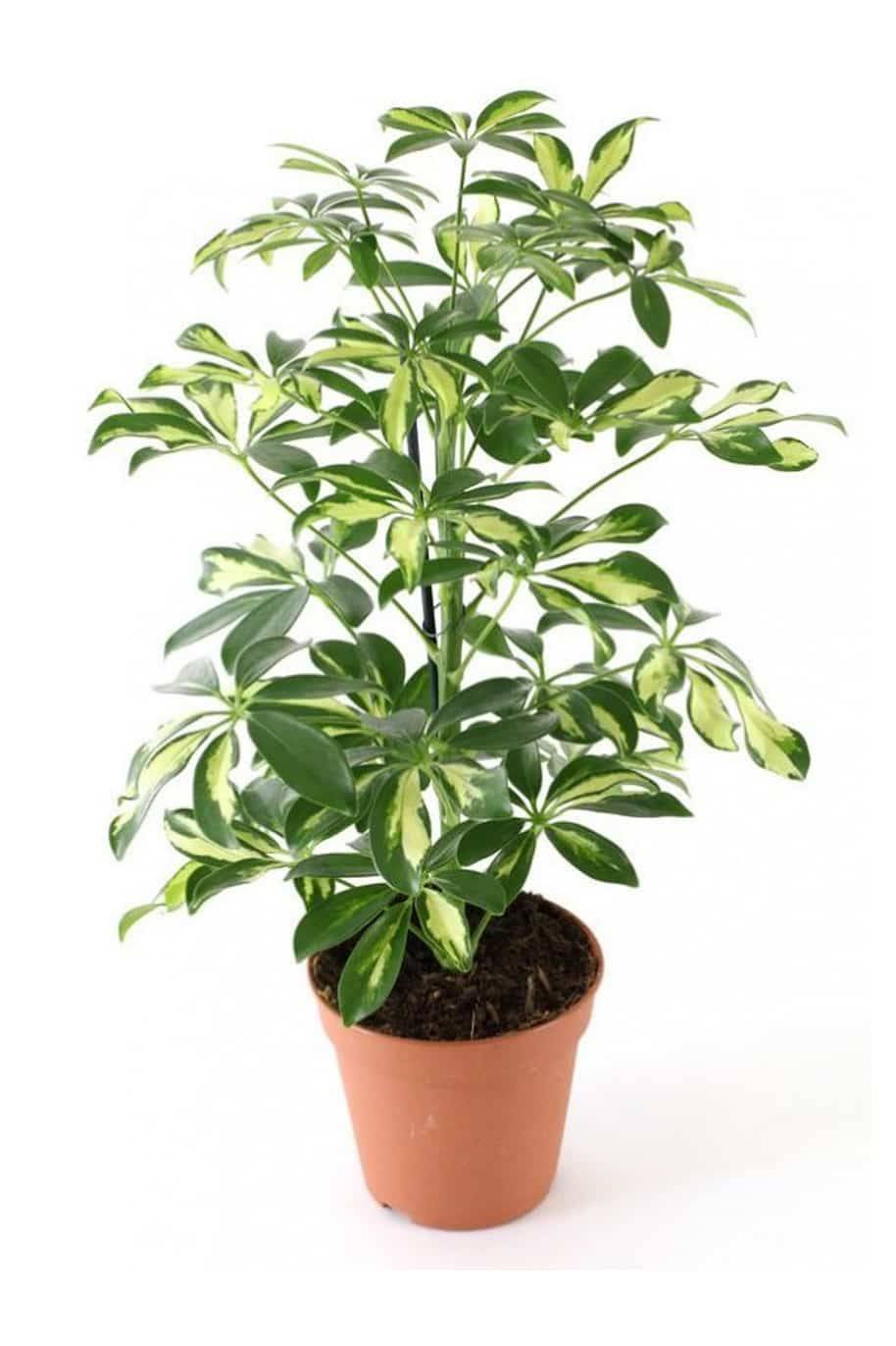 Schefflera Variegated (Dwarf Umbrella)