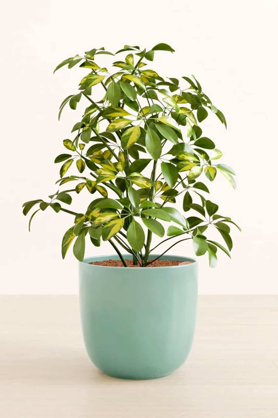 Schefflera Variegated (Dwarf Umbrella) - Image 3