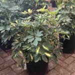 Schefflera Variegated Bushy (Dwarf Umbrella)