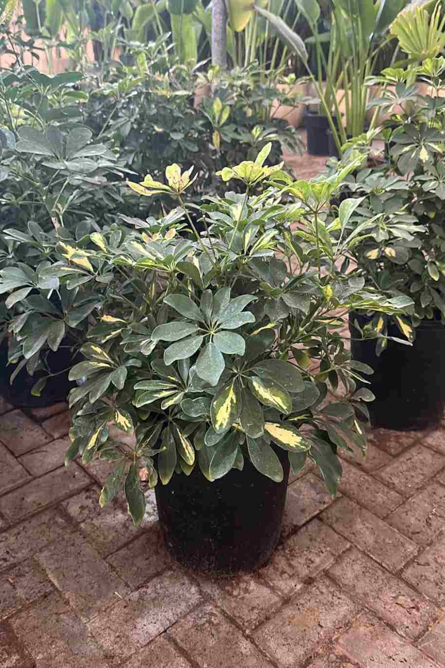 Schefflera Variegated Bushy (Dwarf Umbrella)
