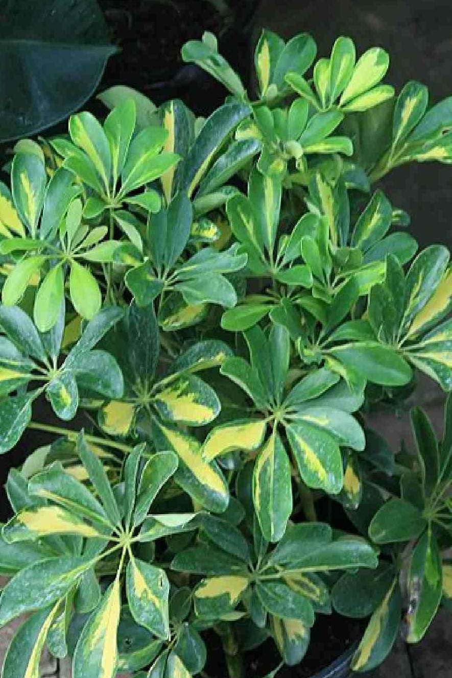 Schefflera Variegated Bushy (Dwarf Umbrella) - Image 3