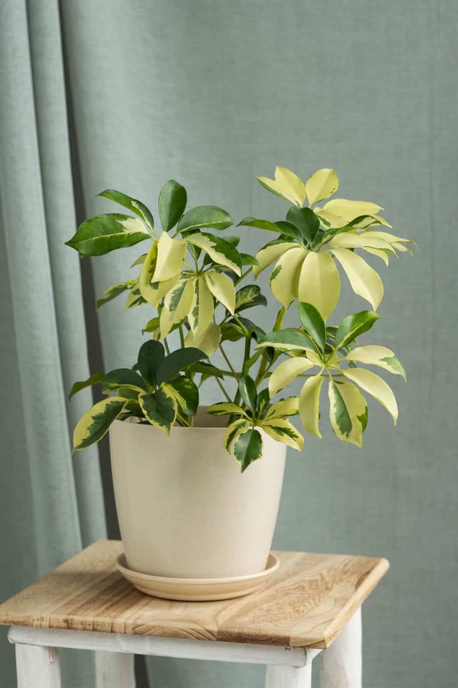 Schefflera Variegated Dwarf (Dwarf Umbrella)