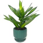 Song of Jamaica Mini (Dracaena Reflexa Anita)