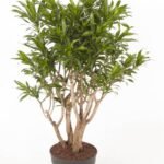 Dracaena Reflexa – Song of jamaica (Dracaena Reflexa Anita)