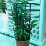 Song of jamaica Indoor (Dracaena Reflexa)