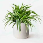 Spider Plant Ocean (Chlorophytum Comosum)