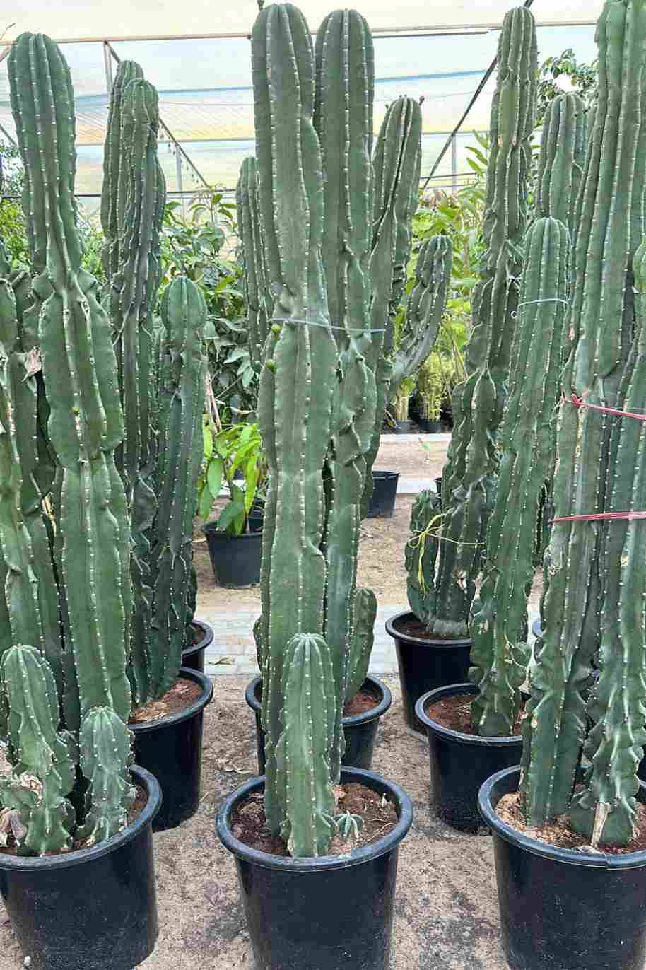 Spiny Hedge Cactus (Cereus Hildmannianus) - Image 2