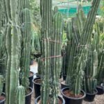 Spiny Hedge Cactus (Cereus Hildmannianus)