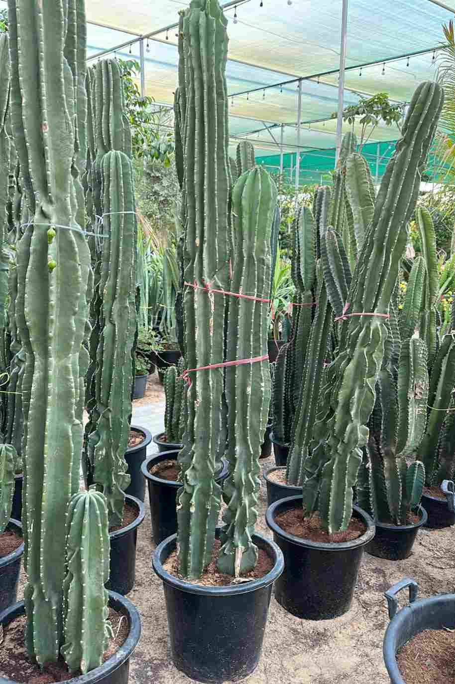 Spiny Hedge Cactus (Cereus Hildmannianus)