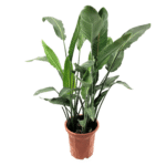 Strelitzia Reginae – Bird Of Paradise