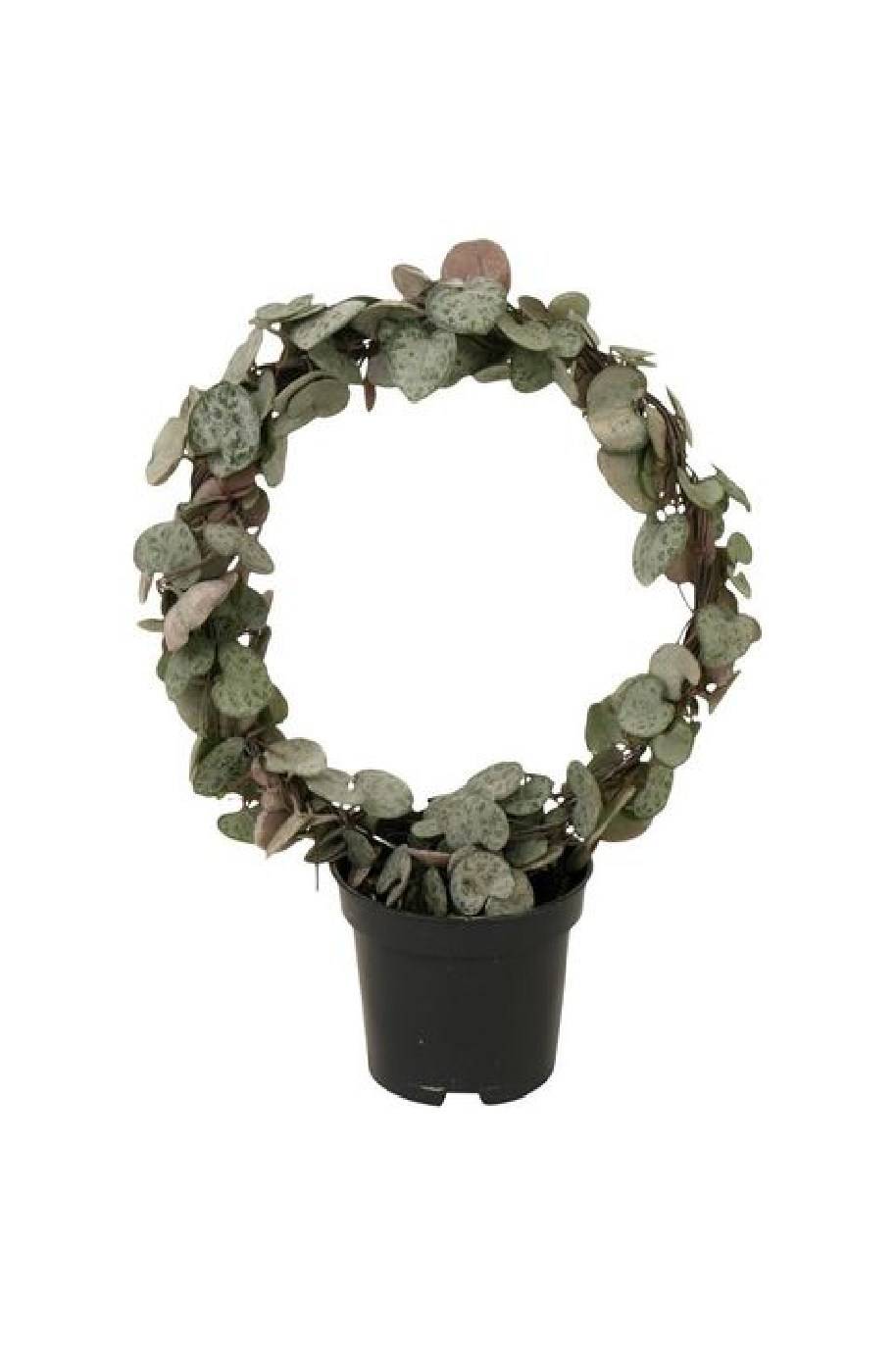 String Of Hearts Round Arch (Ceropegia)