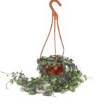 String Of Hearts China (Ceropegia)