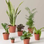 Studio Combo Set (PS Combo Set)