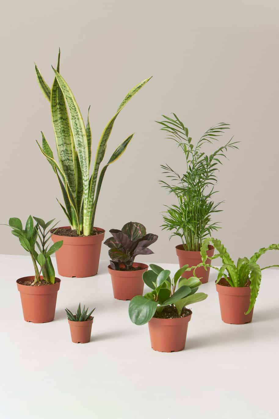 Studio Combo Set (PS Combo Set)