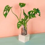 Swiss cheese Cubo (PS Decor)