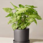 Syngonium Arrow Head