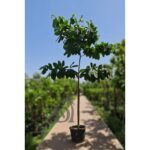 Terminalia Catappa