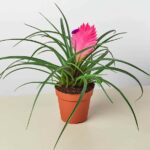 Tillandsia Cyanea Pink Quill (Tillandsia)