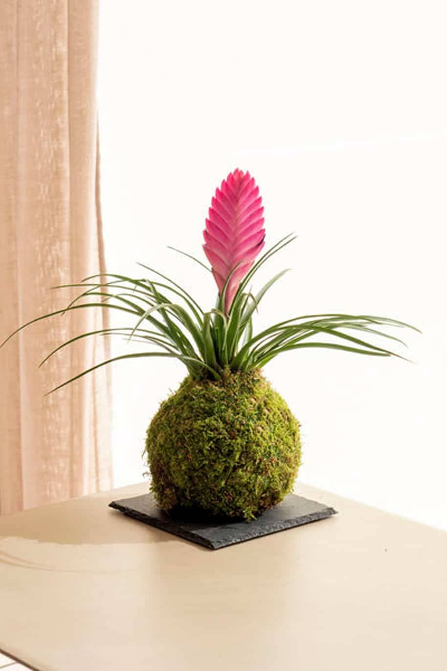 PS Tillandsia Kokedama (PS Kokedama)