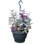 Tradescantia Zebrina- Tricolor