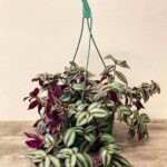 Tradescantia Zebrina Hanging