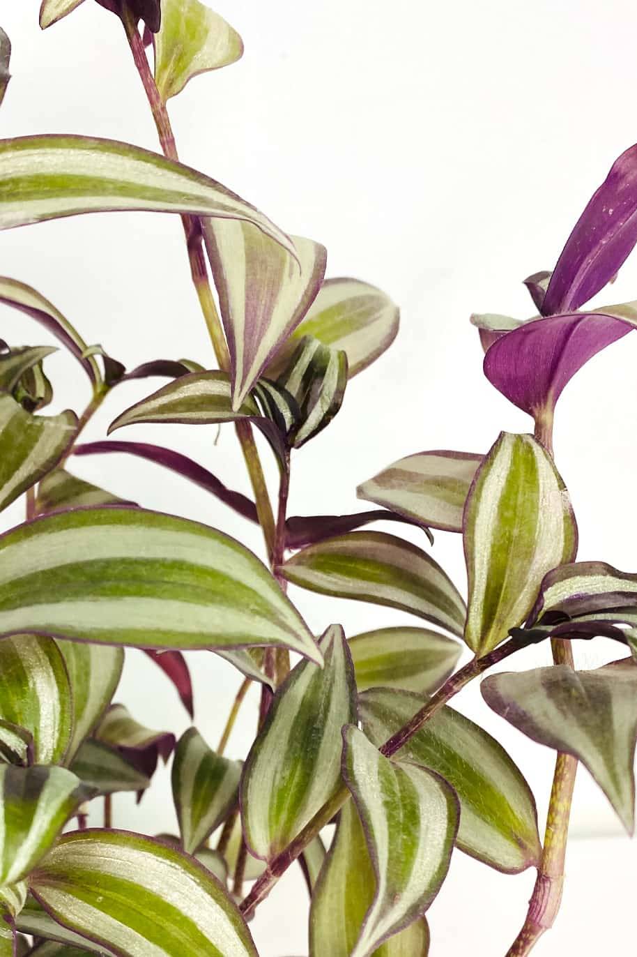 Tradescantia Zebrina Hanging - Image 2