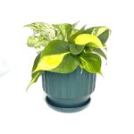 Trio Pothos (Scindapsus)