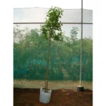 White Fig (Ficus Infectoria)