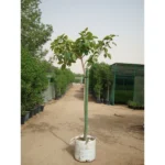 Banyan Tree (Ficus Benghalensis)