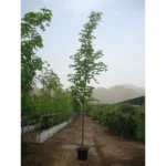 Golden Shower Tree (Cassia Fistula)