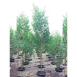 Sidr Tree (Ziziphus Spina-Christi)