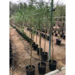 Ghaf Tree (Prosopis Cineraria)
