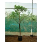 White Cheesewood (Alstonia Scholaris)