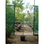 Brazilian Rose Wood (Jacaranda Mimosifolia)