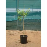 Council Tree (Ficus Altissima)