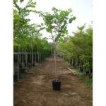 Orchid Tree (Bauhinia Purpurea)