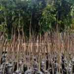 Pongamia Tree (Pongamia Glabra)