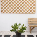 Cardboard Palm (Zamia Furfuracea)