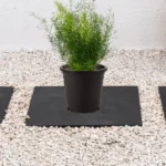 Emerald Feather (Asparagus Sprengeri)