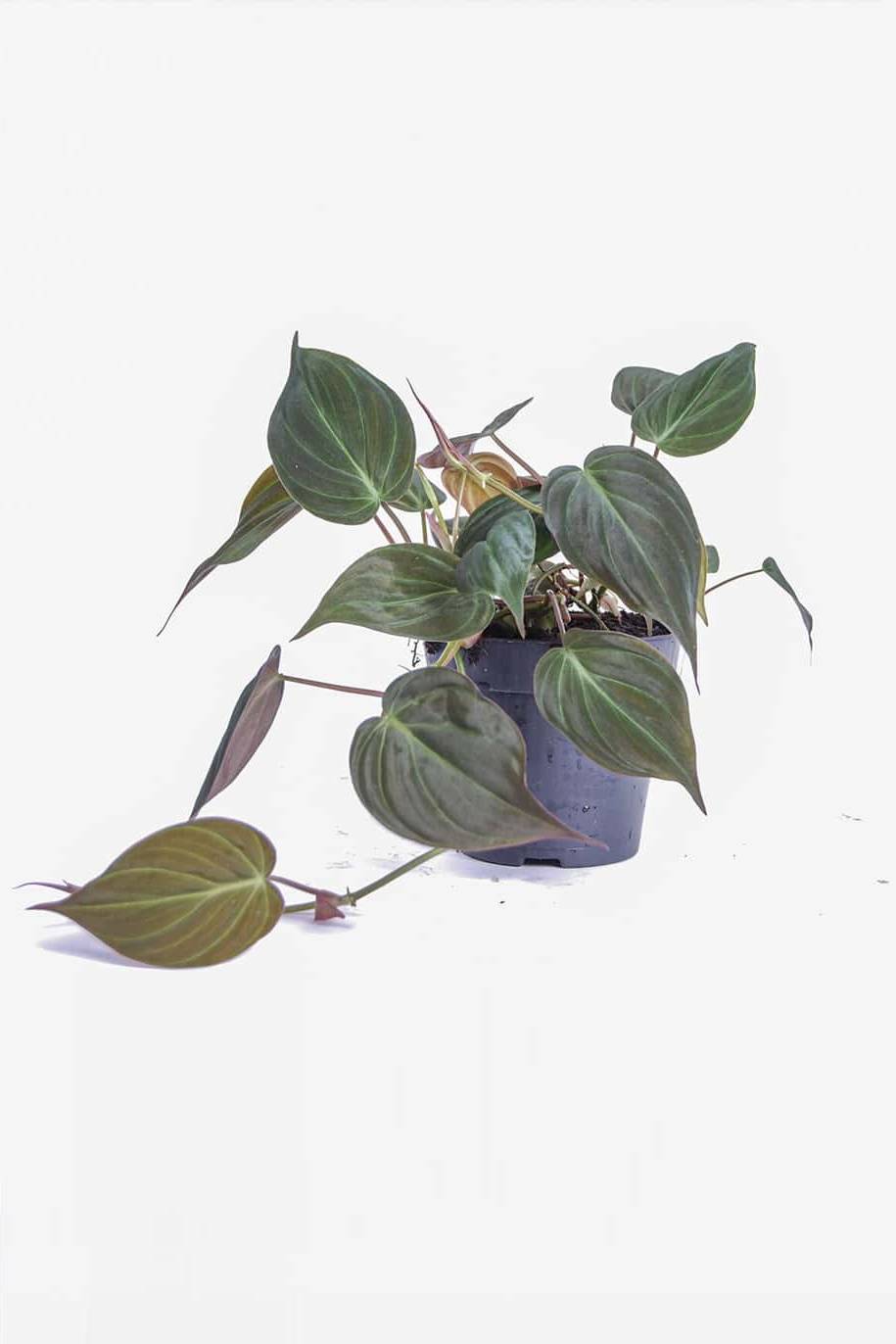 Velvet Leaf Philodendron (Philodendron micans) - Image 3