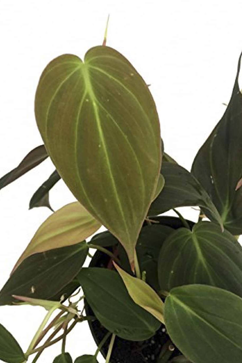 Velvet Leaf Philodendron (Philodendron micans) - Image 2
