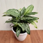 Pinstripe Calathea Holland (Calathea)