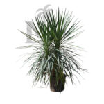 Yucca Aloifolia