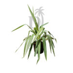 Yucca Jewel – Spineless Yucca