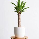 Yucca Small Indoor (Yucca Asparagaceae)