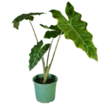 Alocasia