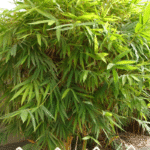 Bambusa Vulgaris