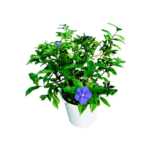 Brunfelsia Latifolia (Day Today)