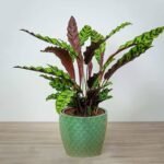 Calathea lancifolia Holland