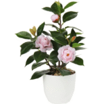 Camellia